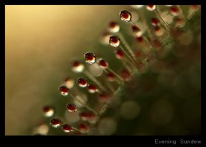 Evening Sundew.jpg